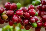 El cambio climático ha alterado los ciclos de cosecha del café en el Huila