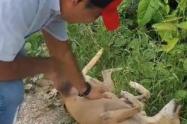 Hombre se reencuentra con su perrita después de dos años 