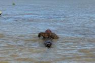 Jaguar rescatado en las aguas de Urabá