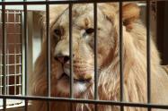 León en cautiverio