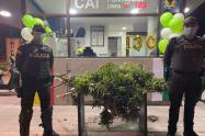 Hicieron pasar plantas de marihuana como 'arbolitos de navidad' en Suba 