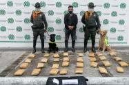 Caninos 