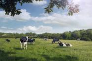 Comercial compara mujeres con vacas