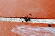 Araña negra y roja