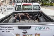 Perros en mal estado en Ibagué