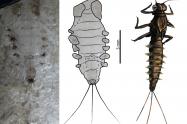 Insectos que habitaron el centro de Colombia hace 100 millones de años