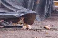 Perritos maltratados