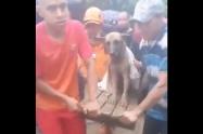 Rescate perro de tragedia en Pereira 