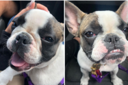 Roban a perrita bulldog francés en Bogotá