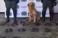 Canino Jeffrey