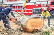 Remoción de Ceiba en Plaza de Bolívar