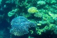 La Gran Barrera de Coral de Australia