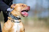 Pitbull