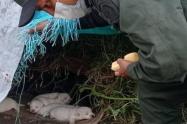 Perritos rescatados