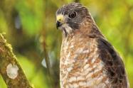 Águila cuaresmera 