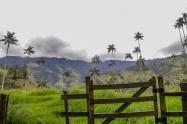 Palma de Cera en el Tolima