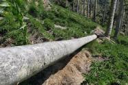 Se está produciendo volcamiento de palmas de cera como consecuencia de un cultivo de arracacha 