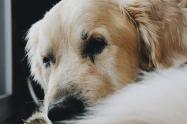 Perrito salvó a su dueña de ser asesinada, pero terminó apuñalado 
