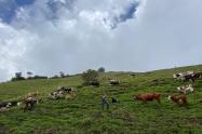 Proyecto Silvopastoril en fincas de Ibagué