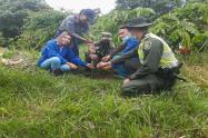 arbol_policia