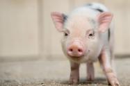 Minipigs
