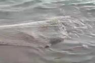 Babilla río Magdalena