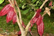 Cacao Tolima