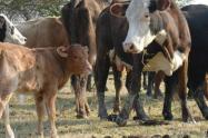 Fiebre aftosa