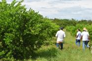  Paneles solares usados en la ecoagricultura para cultivo de limón