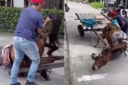 Maltrato Animal 