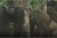 Graban por primera vez a una especie de gorila que se creía extinta