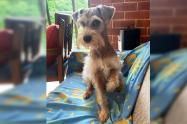 Kobe está extraviado