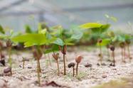 Vivero productivo en Ibagué