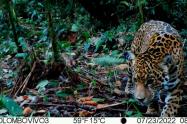 En Acevedo Huila fus visto un Jaguar