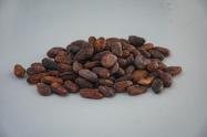 Siete  municipios del Huila inician investigación del cacao 