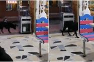 Perrito se roba varios panes de panadería en Bogotá sin que lo descubran