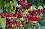  Fuero 8 lotes de café del Huila los finalista 