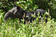 Festival Nacional de Oso y Danta busca su conservación 