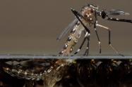 Aedes aegypti, mosquito transmisor del dengue