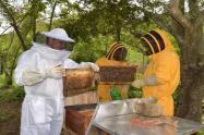 Abejas Tolima