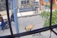 Caninas Justicieras