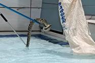 Serpiente salvada