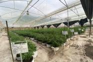 Marihuana Tolima