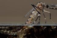 Aedes Aegypti, mosquito transmisor del Dengue.