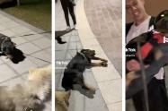 Perrito hace pataleta en el parque 