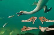 Natovenator polydontus