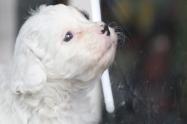 Perros mascotas