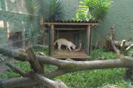 Ocelote blanco en Medellín