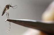 Aedes Aegypti, mosquito transmisor del dengue