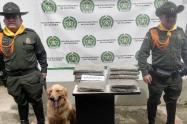 ¡Qué olfato el de Jeffry! Detectó 12 mil dosis de marihuana que iban para la Dorada – Caldas